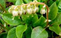 Боровая матка