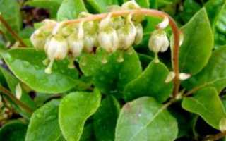 Боровая матка