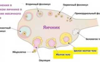 Мало или норма фолликул в яичниках