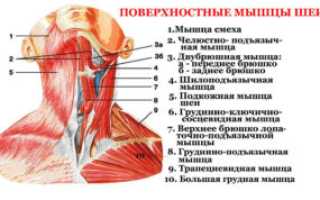Болит шея, спереди