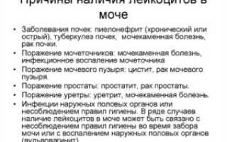 Лейкоциты в моче повышены