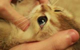 Красный белок у кота