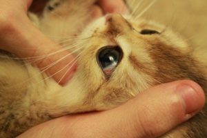 Красный белок у кота