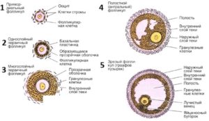 Мало или норма фолликул в яичниках