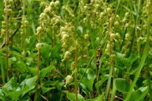 Боровая матка