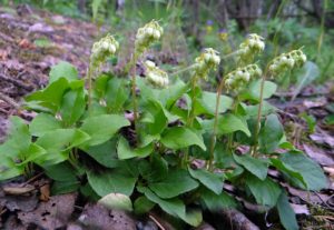 Боровая матка