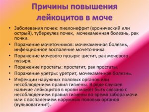 Лейкоциты в моче повышены