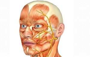 Болит кость лица