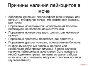 Лейкоциты в моче повышены