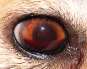 Красный белок у кота