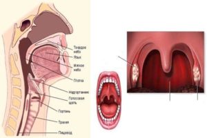 Болит горло с нутри и с наружи