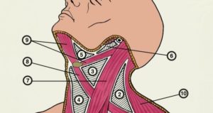 Болит шея, спереди