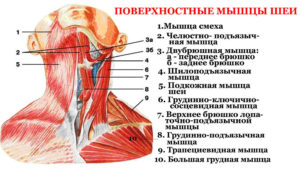 Болит шея, спереди