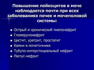 Лейкоциты в моче повышены