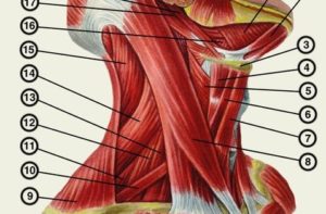 Болит шея, спереди