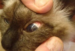 Красный белок у кота