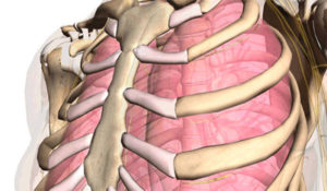 Болит 11 ребро при нажатии