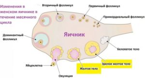 Мало или норма фолликул в яичниках